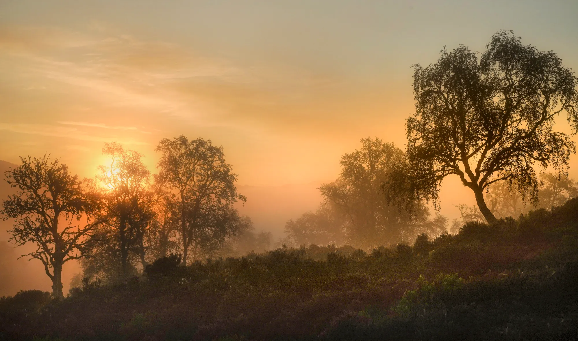 Bäume im Morgennebel bei Sonnenaufgang